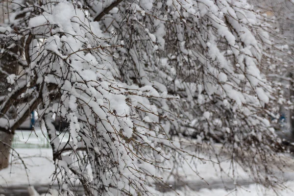 Zimní Pohádka Zasněžený Zimní Park Zimní Čas Příroda Zblízka — Stock fotografie