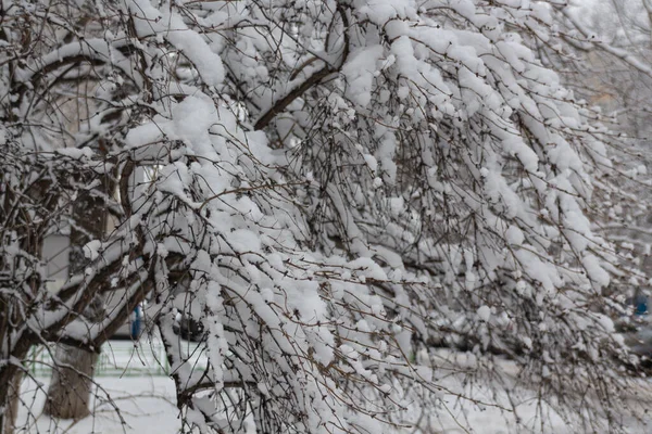 Conte Hiver Parc Hiver Enneigé Heure Hiver Nature Close — Photo