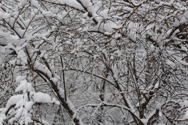 Wintermärchen Schneebedeckter Winterpark Winterzeit Natur Aus Nächster Nähe — Stockfoto