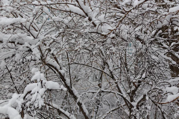 Wintermärchen Schneebedeckter Winterpark Winterzeit Natur Aus Nächster Nähe — Stockfoto