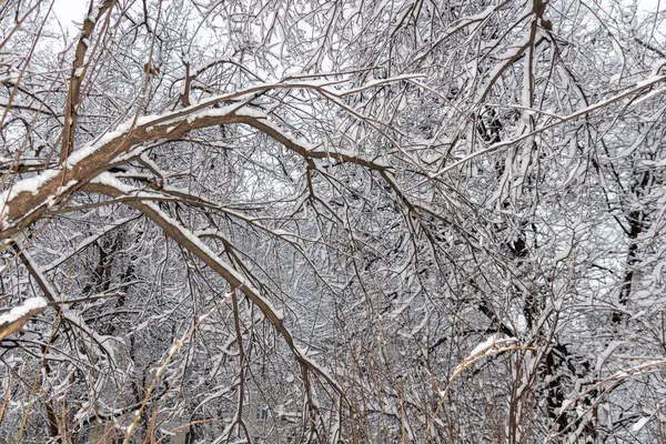 Cuento Hadas Invierno Parque Invierno Cubierto Nieve Tiempo Invierno Naturaleza —  Fotos de Stock