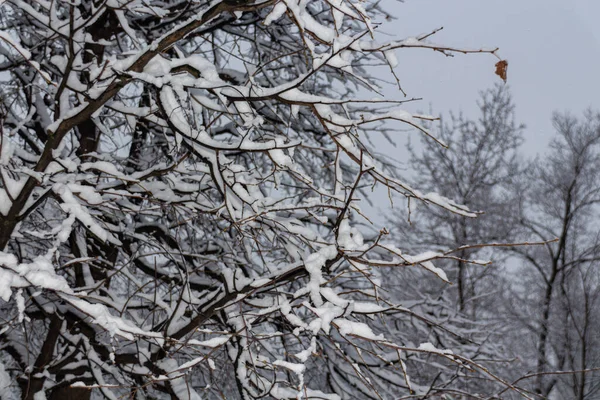 Wintermärchen Schneebedeckter Winterpark Winterzeit Natur Aus Nächster Nähe — Stockfoto