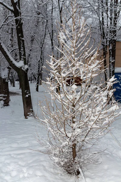 公园里的落叶松被雪覆盖着 冬季来临 大自然的关闭 — 图库照片
