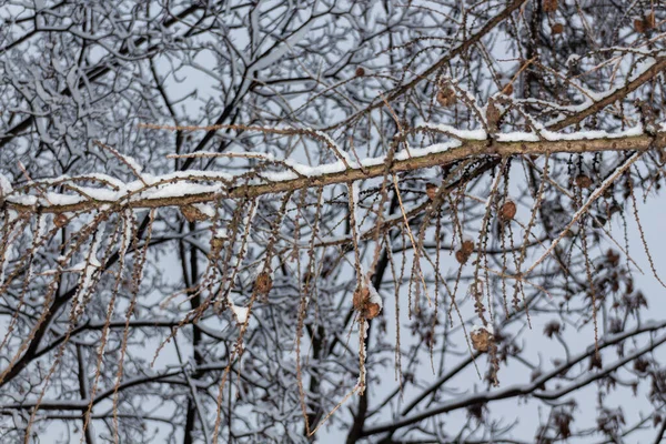 Semillas Secas Árbol Cubierto Nieve Parque Tiempo Invierno Naturaleza Cerca —  Fotos de Stock