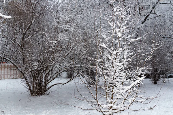 Zimní Pohádka Zasněžený Zimní Park Zimní Čas Příroda Zblízka — Stock fotografie