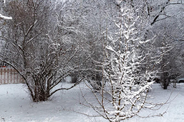 Conte Hiver Parc Hiver Enneigé Heure Hiver Nature Close — Photo