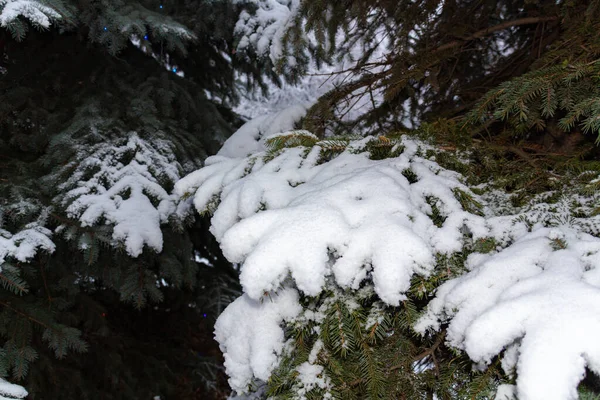 Branche Sapin Fortement Recouverte Neige Fraîche Hiver Nature Close — Photo