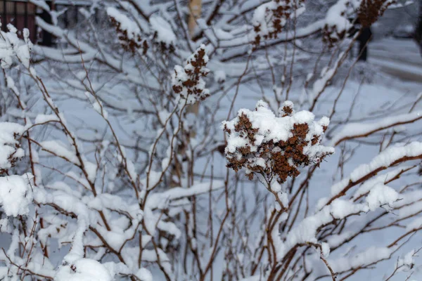 Falsche Spiraea Oder Sorbaria Sorbifolia Getrocknete Samen Mit Schnee Bedeckt — Stockfoto