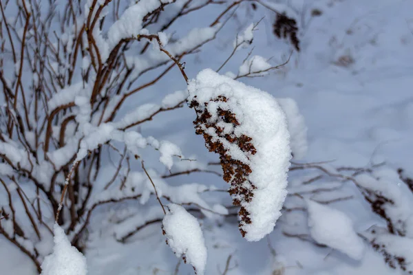 Falso Spiraea Sorbaria Sorbifolia Semi Secchi Ricoperti Neve Periodo Invernale — Foto Stock