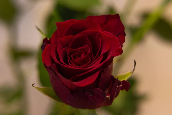 Czerwona Róża Kwiaty Jasnym Tle Róża Jest Drzewiasta Bylina Kwitnąca — Zdjęcie stockowe