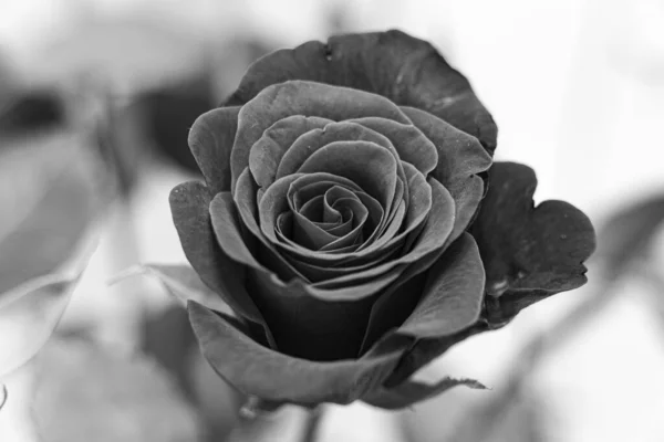 Black White Rose Flowers Rose Woody Perennial Flowering Plant Genus — Stock Photo, Image