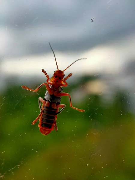 Eine Nahaufnahme Einer Heuschrecke Einem Regnerischen Tag Einem Fenster Das — Stockfoto