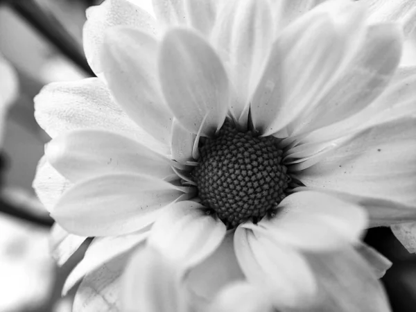 Foto Bianco Nero Bellissimi Fiori Crisantemo — Foto Stock