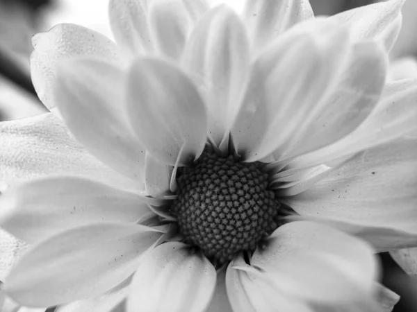 Schwarz Weiß Foto Von Schönen Chrysanthemenblüten — Stockfoto