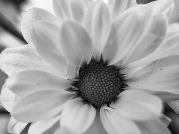 Schwarz Weiß Foto Von Schönen Chrysanthemenblüten — Stockfoto