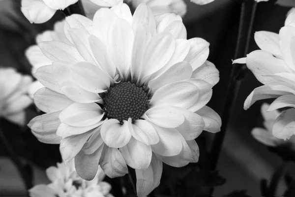 美しい菊の花の黒と白の写真 — ストック写真