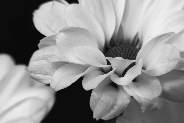 Foto Bianco Nero Bellissimi Fiori Crisantemo — Foto Stock