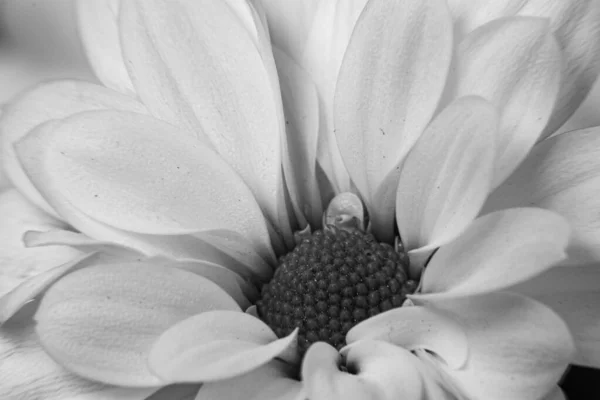 Czarno Białe Zdjęcie Pięknych Kwiatów Chryzantemy — Zdjęcie stockowe