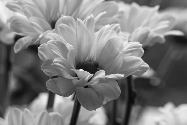 美しい菊の花の黒と白の写真 — ストック写真