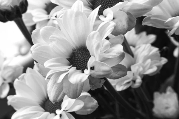 Schwarz Weiß Foto Von Schönen Chrysanthemenblüten — Stockfoto