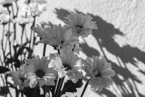 Foto Preto Branco Belas Flores Crisântemo — Fotografia de Stock