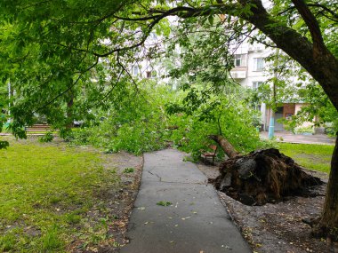 Moskova, Rusya - 13 Haziran 2020: Fırtına üstüne ağaç kökleri yakıldı