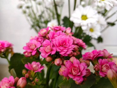 Açık arkaplanda çiçek açan pembe kalanchoe, yakın plan fotoğrafı.