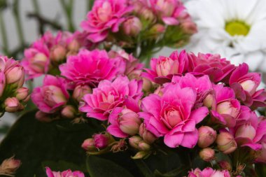 Açık arkaplanda çiçek açan pembe kalanchoe, yakın plan fotoğrafı.