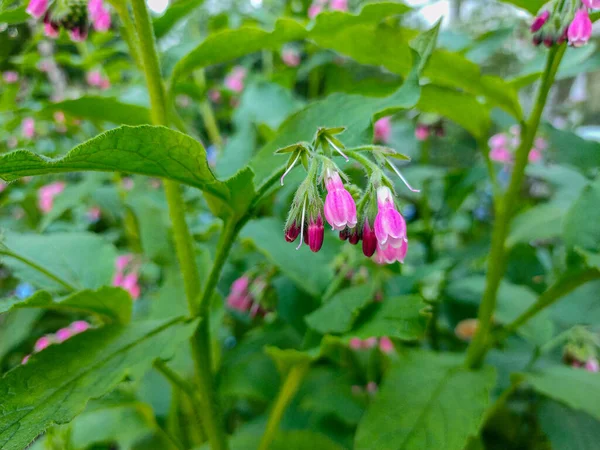 Bahçedeki çiçek açan Symphytum 'un (Comfrey) Macro fotoğrafı