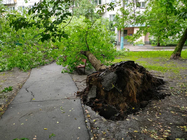 Moskova, Rusya - 13 Haziran 2020: Fırtına üstüne ağaç kökleri yakıldı