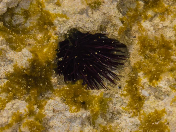 Des Oursins Mer Méditerranée Chypre — Photo