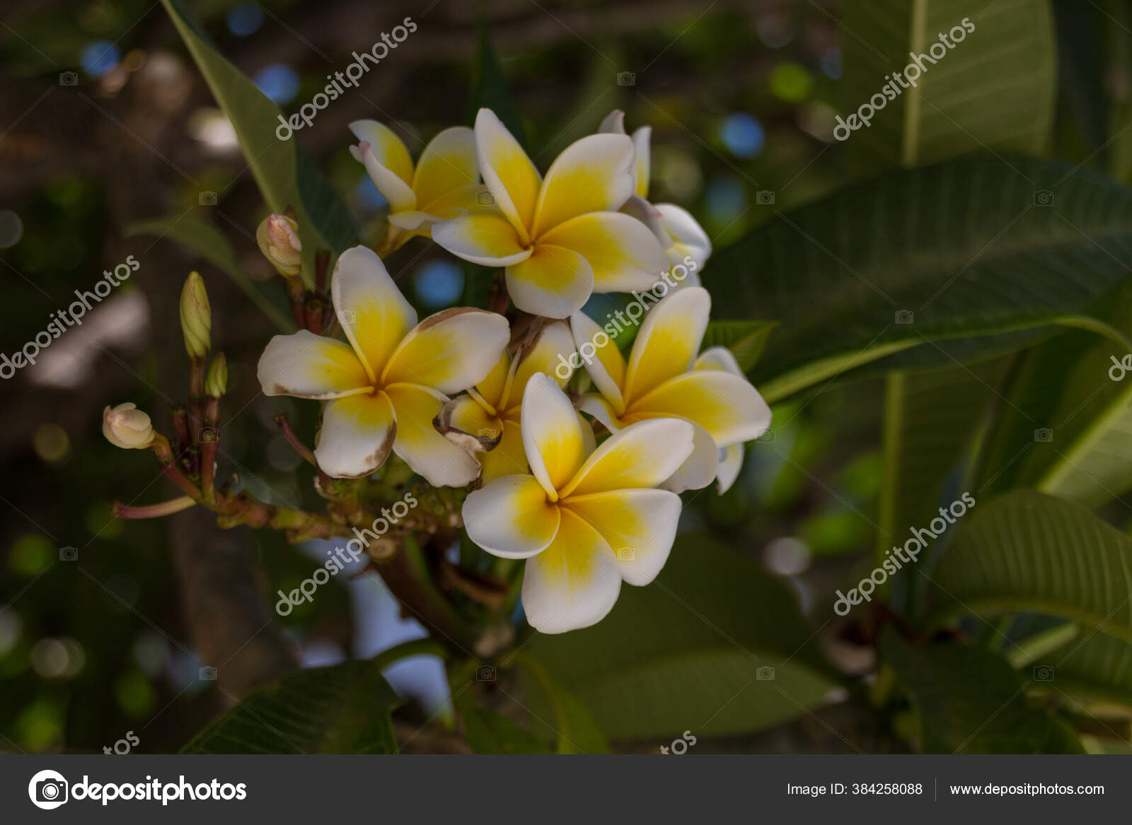 Blossoming Plumeria Flowers Rethymno Crete Greece Plumeria Genus