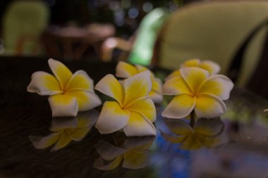 Yunanistan, Girit 'teki Rethymno' da çiçek açmış. Plumeria, kedigiller (Felidae) familyasından bir bitki cinsidir. Öncelikle yaprak döken çalılar ve küçük ağaçlar içerir. Çiçekler Orta Amerika, Meksika, Karayipler ve Sout 'a özgüdür.
