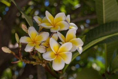 Yunanistan, Girit 'teki Rethymno' da çiçek açmış. Plumeria, kedigiller (Felidae) familyasından bir bitki cinsidir. Öncelikle yaprak döken çalılar ve küçük ağaçlar içerir. Çiçekler Orta Amerika, Meksika, Karayipler ve Sout 'a özgüdür.