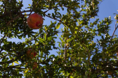 Nar meyvesi. Nar, botanik adı Punica granatum, Lythraceae familyasından 5 ila 8 metre uzunluğunda meyve taşıyan bir yaprak döken ağaçtır..