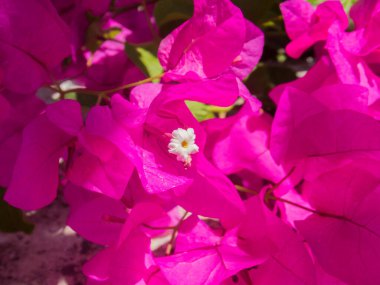 Girit 'teki Agia Irini Manastırı' nda çiçek açan begonviller. Bougainvillea dikenli asmalar, çalılar ve çiçeklerinin yanında çiçek gibi yaprakları olan ağaçların oluşturduğu bir cinstir..