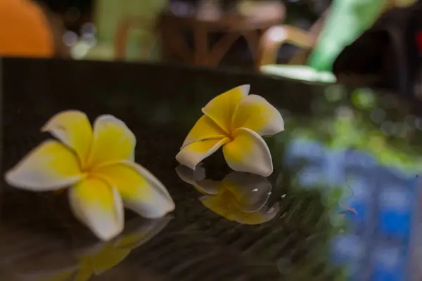 Flores Plumeria Florescentes Rethymno Creta Grécia Plumeria Género Botânico Pertencente — Fotografia de Stock