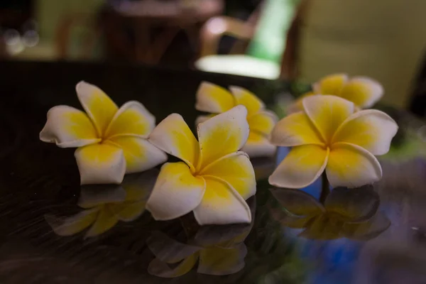 Blossoming Plumeria Flowers Rethymno Crete Greece Plumeria Genus Flowering Plants — Stock Photo, Image