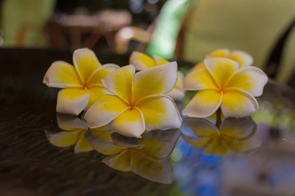 Yunanistan Girit Teki Rethymno Çiçek Açmış Plumeria Kedigiller Felidae Familyasından — Stok fotoğraf