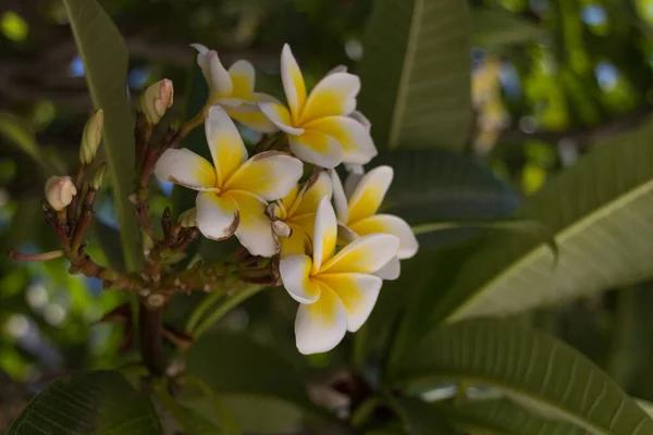 Kwitnące Kwiaty Plumerii Rethymno Kreta Grecja Plumeria Jest Rodzajem Kwitnących — Zdjęcie stockowe