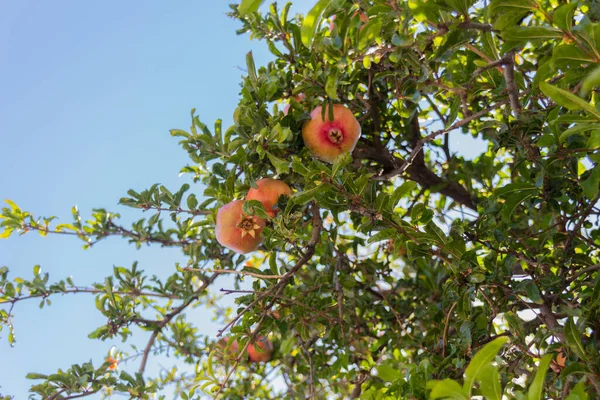 Owoc Granatu Granat Nazwa Botaniczna Punica Granatum Jest Krzewem Liściastym — Zdjęcie stockowe