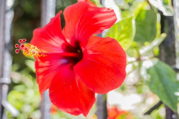 红色芙蓉花 芙蓉属 Hibiscus 是松木科的一种开花植物 — 图库照片