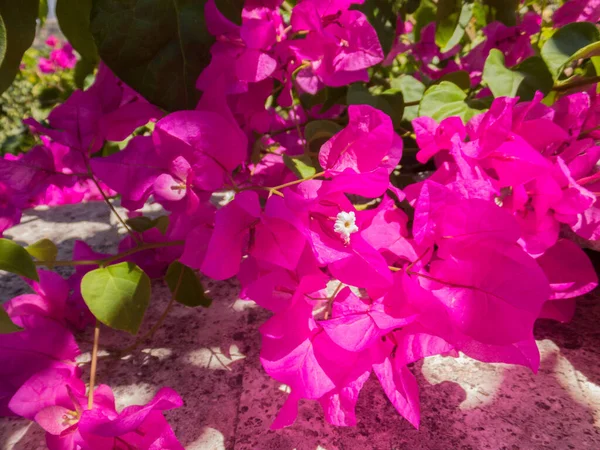 Flor Flores Bougainvillea Agia Irini Mosteiro Creta Grécia Bougainvillea Género — Fotografia de Stock