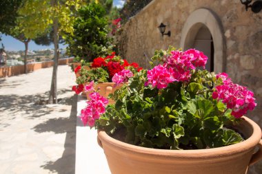 Yunanistan, Girit 'teki Agia Irini Manastırı' nda pembe Geranium çiçekleri. Geranium, her yıl çiçek açan, iki yıllık ve uzun ömürlü bitkilerin 422 cinsinden bir cinstir..