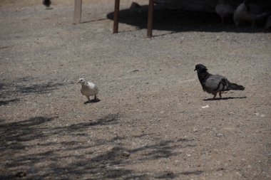 Rethymno, Yunanistan - 30 Temmuz 2016: Eski Venedik Limanında kuş. Eski Rethymnon kasabası Rönesans 'ın en iyi korunmuş kasabalarından biridir..