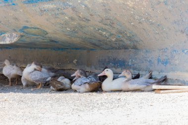 Rethymno, Yunanistan - 30 Temmuz 2016: Eski Venedik Limanında Hayvanlar. Eski Rethymnon kasabası Rönesans 'ın en iyi korunmuş kasabalarından biridir..