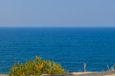 Sulu bitki ve Akdeniz (Girit Denizi))