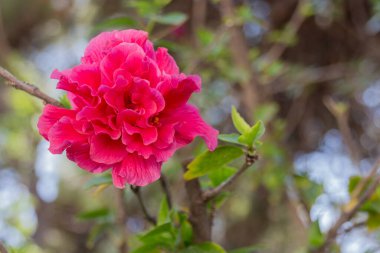 Rethymno Belediye Parkı 'nda yaz çiçekleri