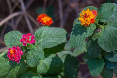Rethymno Belediye Parkı 'nda yaz çiçekleri