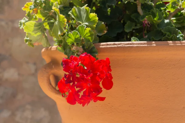 Red Geranium flower in Agia Irini Monastery, Crete, Greece. Geranium is a genus of 422 species of flowering annual, biennial, and perennial plants that are commonly known as the cranesbills.